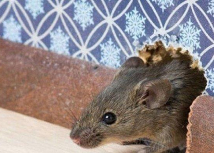 Jangan Luba Tutup Celah dan Lubang! Inilah 5 Cara Mengusir Tikus Bersarang di Rumah, Bikin Tikus Takut!