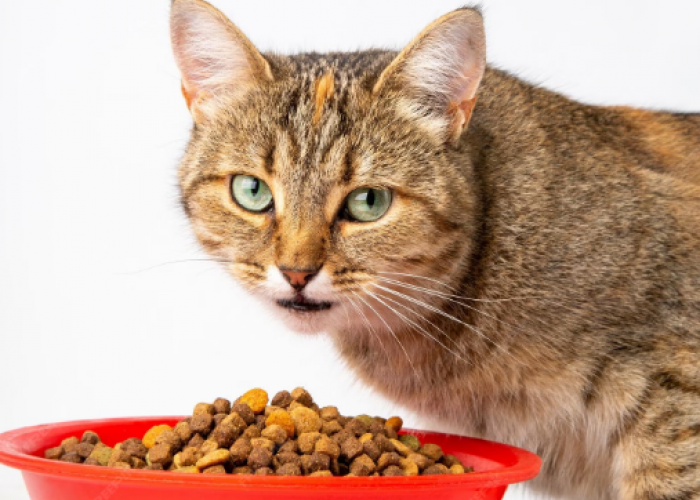 5 Makanan Kucing Kering Terbaik, yang Dapat Penuhi Gizi dan Nutrisi Anabul Dengan Baik!