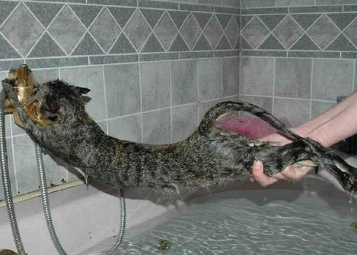 Kenapa Kucing Takut Sama Air? Ternyata Ada 5 Alasan Kenapa Kucing Takut Dengan Air