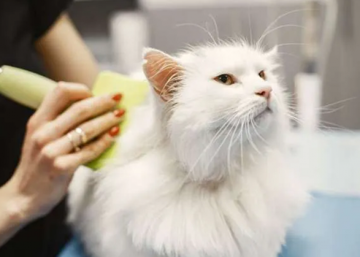 Inilah 6 Cara Menghilangkan Jamur di Ekor Kucing Dengan Menggunakan Bahan-Bahan Alami