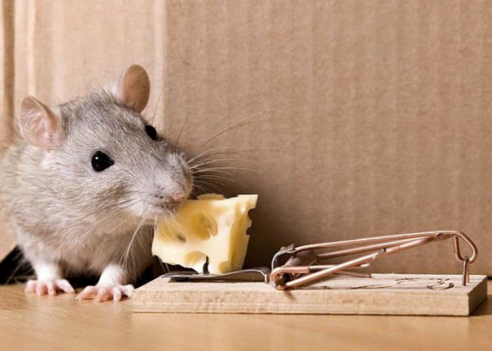 Apakah Tikus Tahu Ada Jebakan? 4 Alasan Kenapa Tikus Sering Lolos Jebakan yang Disiapkan