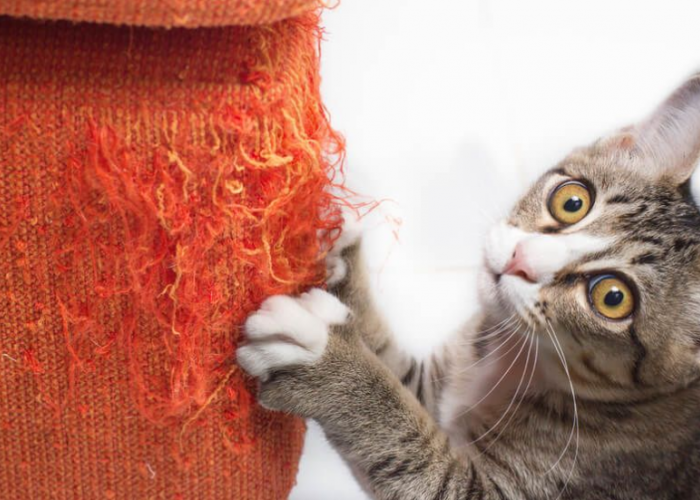 3 Tips atau Cara Menghentikan Kucing Mencakar Sofa, Tanpa Kekerasan