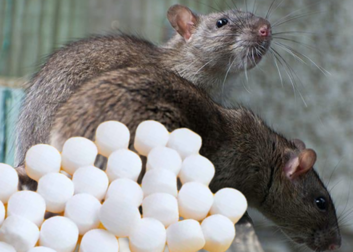 5 Cara Mengusir Tikus Pakai Kapur Barus atau Kamper yang Bisa Ditiru agar Efeknya Maskimal