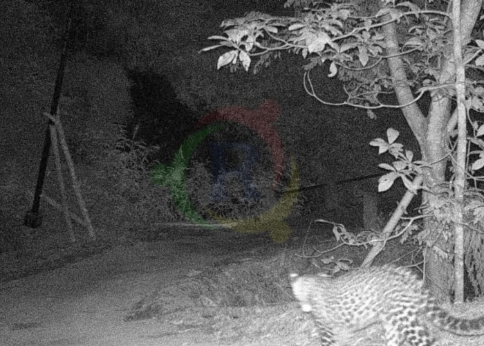 Penampakan Macan Tutul Turun Gunung di Kuningan, Terekam Camera Trap BKSDA