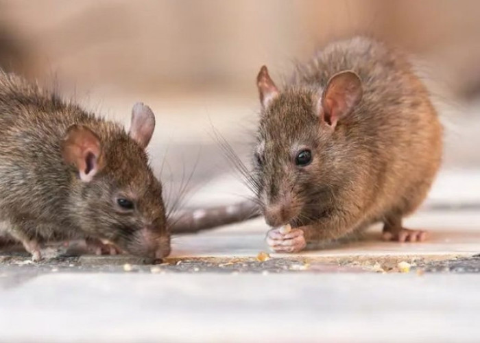 Saatnya Mengendalikan Hama Tikus dengan 4 Cara Efektif Ini!