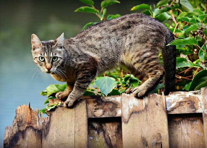 5 Cara Mengusir Kucing yang Aman dan Tidak Menyakiti, Ampuh dan Bikin Kucing Takut