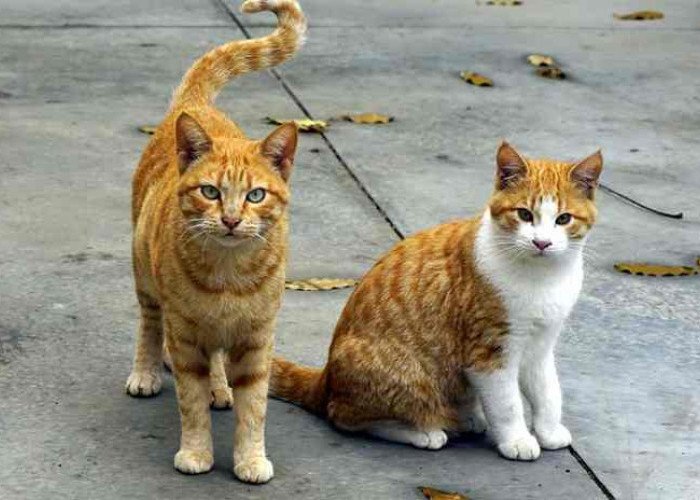 Kenapa Ekor Kucing Bengkok? Ternyata Inilah 4 Penyebabnya, Waspada Bisa Jadi Penyakit!