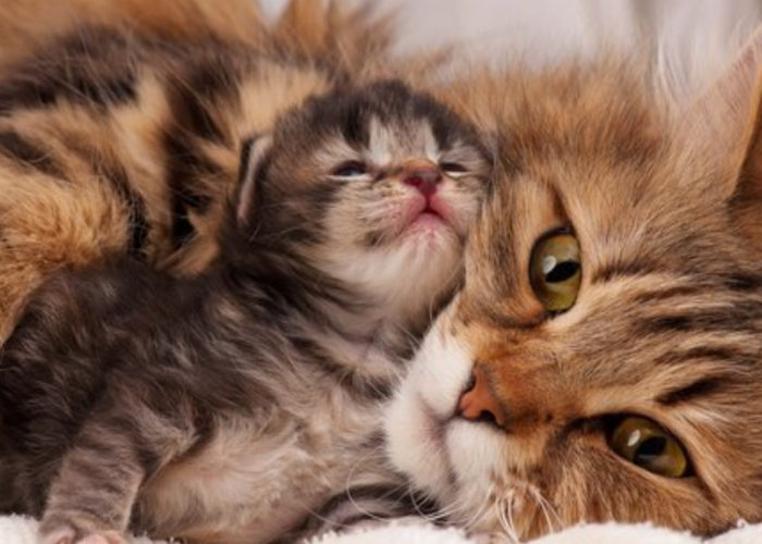 Catlovers Harus Ketahui 5 Alasan Kenapa Anak Kucing Tidak Mau Menyusu ke Induknya