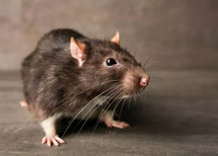 Kenali Ini Yu! 2 Konsep Mengendalikan Tikus Datang ke Rumah, Sangat Ampuh Mengatasi dan Membasmi Tikus