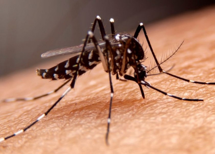 5 Cara Menghindari Nyamuk Datang Ke Rumah, Ampuh Meminimalisir Penyakit (DBD) Demam Berdarah Dengue