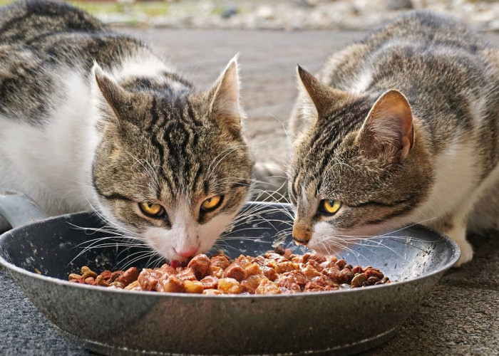 Inilah 3 Makanan Kucing Murah dengan Kualitas yang Baik Membuat Anabul Menjadi Sehat, Membuat Hemat Pemilik!