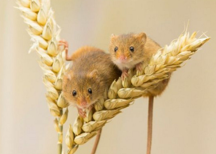 Aromanya Dibenci Tikus! Ini Dia 6 Aroma Yang Tidak Disukai Tikus, Cocok Mengusir Tikus Keluar Dari Rumah