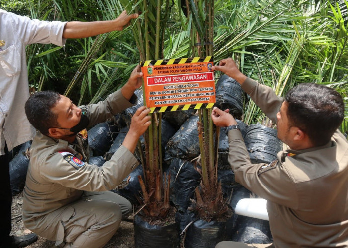 Ekosistem Terganggu, Bupati Kuningan Hentikan Aktivitas Penanaman Kelapa Sawit