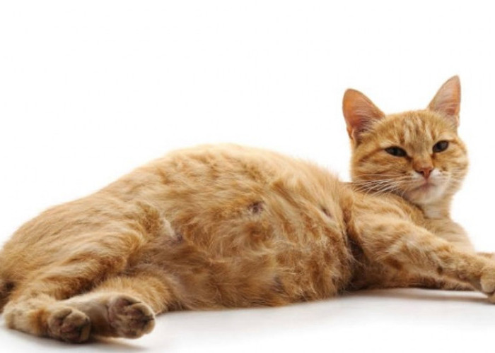 Buat Kucing Sehat dan Tidak Cepat Hamil, Ini Dia 4 Cara Mencegah Kucing Hamil Tanpa Steril