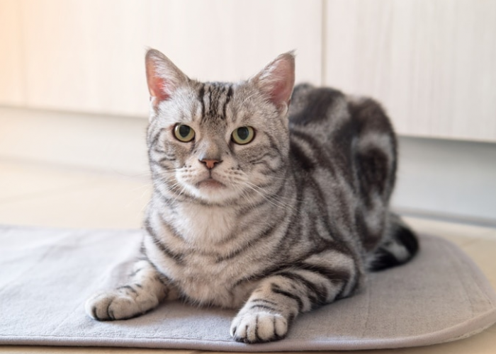 Inilah Ciri Kucing American Shorthair dan Tips Merawatnya, Ras Kucing yang Penyayang dan Lemah Lembut