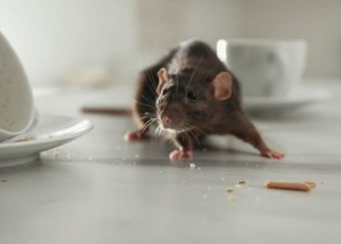 7 Cara Membuat Tikus Kabur Dari Sarangnya, Katanya Peneliti Cukup Ampuh Mengusirnya, Ketahui Yu!