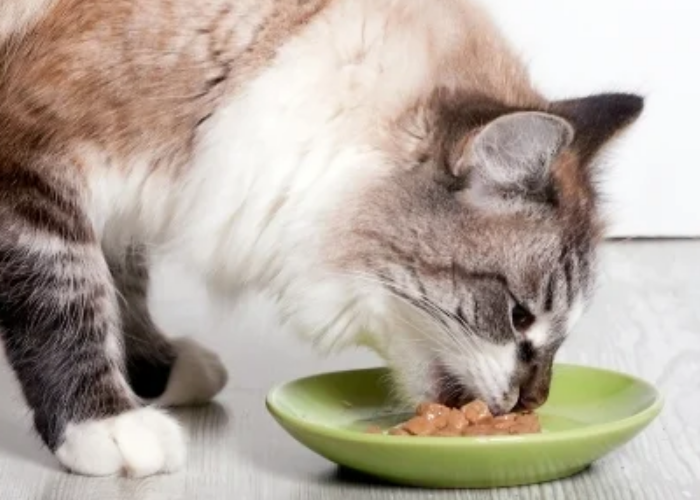 4 Cara Menyimpan Wet Food Kucing yang Baik dan Benar! Boleh Disimpan di Kulkas?
