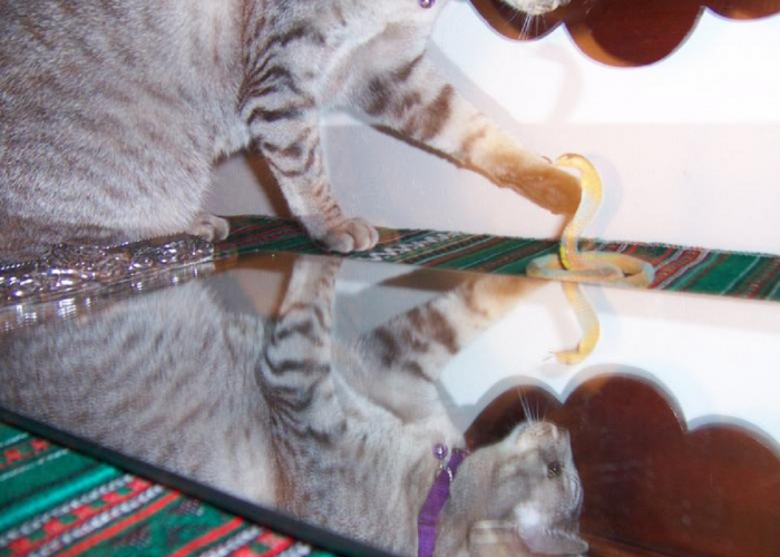 Hadiah Untuk Tuan Kesayangan, Ini Makna Kenapa Kucing Membawa Ular Untuk Pemilik, Simak Penjelasannya