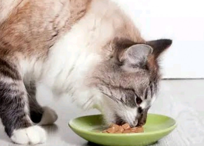 Bikin Sendiri Makanan Kucing di Rumah? Simpel Banget, Coba Ikuti 4 Resep Berikut Ini
