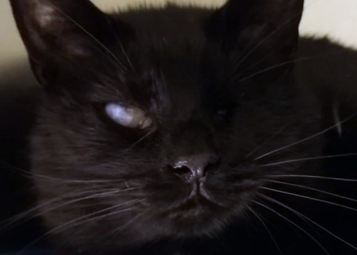 Wajib Diperhatikan! Berikut 4 Penyebab Mata Kucing Bengkak yang Masih Sering Disepelekan