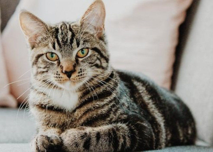 Inilah 40 Nama Kucing Memiliki Unsur Keberuntungan, Bisa Menjadi Hoki Bagi Pemelihara dan Peliharaannya
