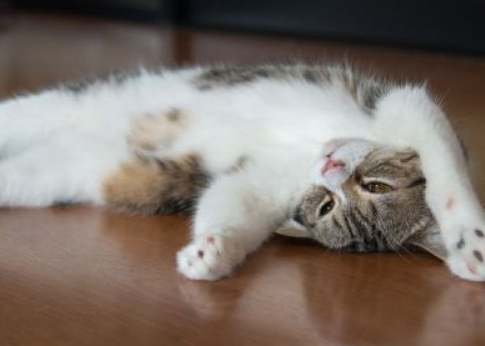 No. 4 Sering Dilewatkan! Berikut 4 Cara Kucing Meminta Kasih Sayang Pada Pemiliknya, yang Jarang Kita Sadari
