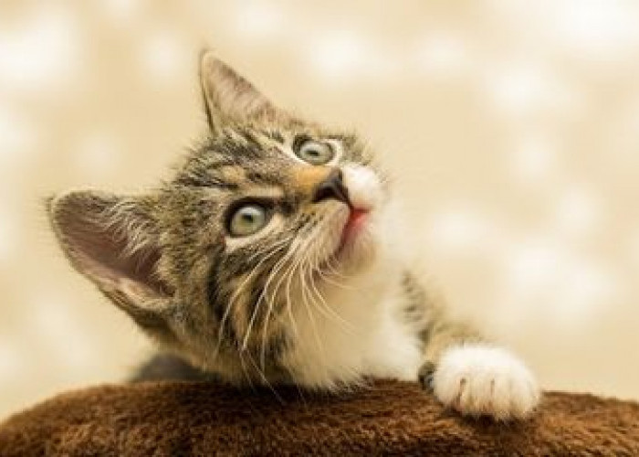 5 Cara Komunikasi Kucing Melalui Gerakan Mata, Coba Perhatikan Pupil Matanya Menyimpan Makna Lho!