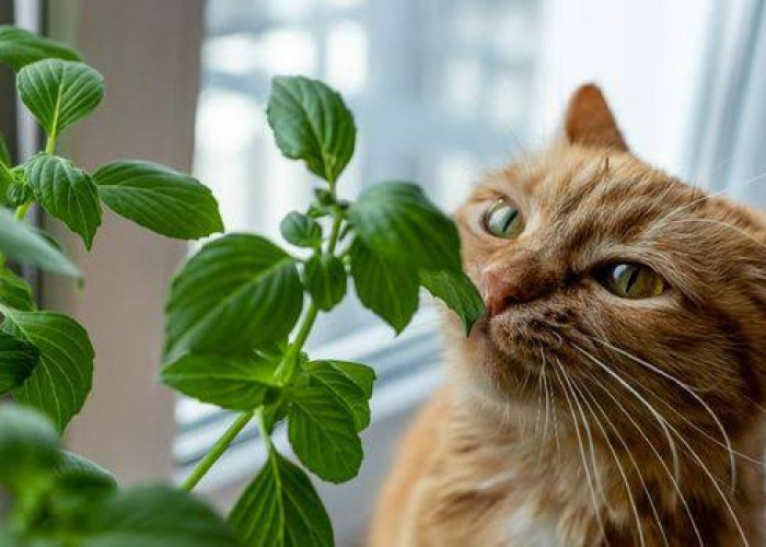 Bau yang Tidak Disukai Kucing, Bikin Kucing Takut dan Menghindar