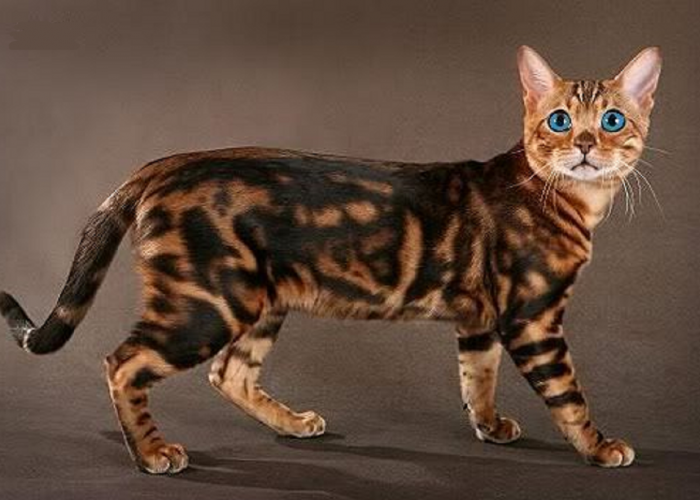 Ini Dia Beberapa Fakta-Fakta Menarik Kucing Bengal, Kucing dengan Corak Bulu Seperti Macan