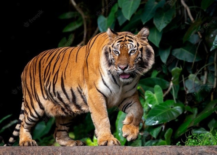 Jadi Misteri Kepunahannya! Ayo Ketahui ‘Penelitian BRIN' Menyatakan Penemuan Bulu Harimau Jawa di Sukabumi