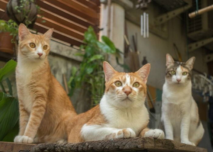 Ternyata Ini Perbedaan Karakter Kucing Kampung Berdasarkan Warna Bulu, Memiliki Keistimewaan Masing-Masing!