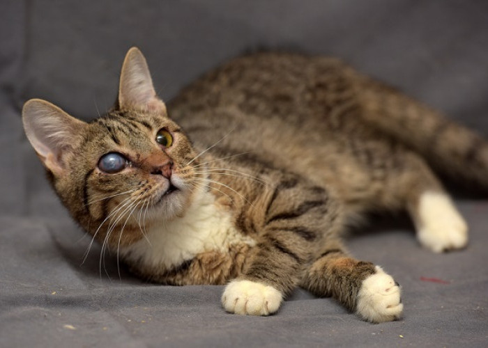 Mengenal 5 Masalah Kesehatan yang Sering Menyerang Kucing Tua, yang Penting Diketahui