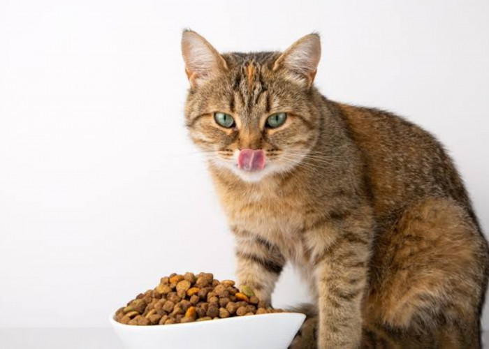 Makanan Kucing yang Murah Tapi Kaya Khasiat, Gizi Anabul Terpenuhi