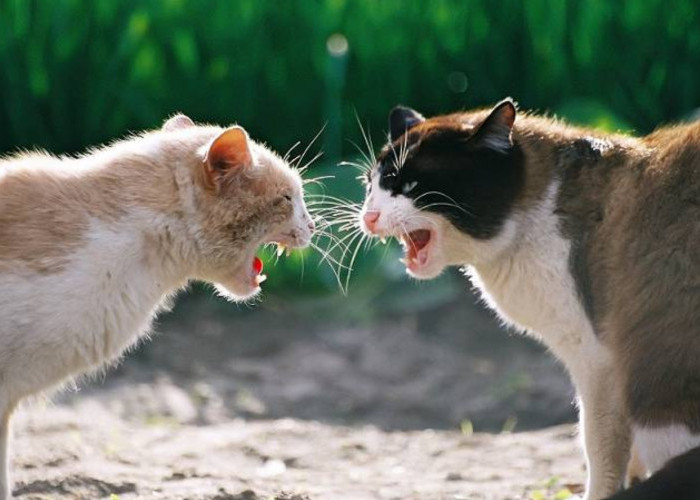 4 Cara Mengatasi Kucing Kampung yang Bertindak Agresif, Lakukan Hal ini Perlahan