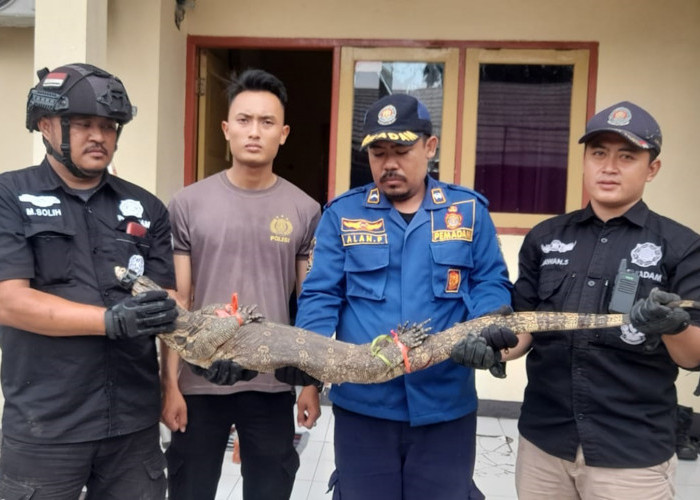 Biawak Ukuran Besar Masuk Rumah Dinas Polres Kuningan