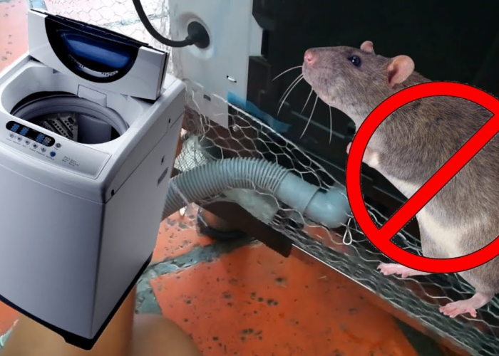 5 Cara Mengusir Tikus di Dalam Mesin Cuci, Tidak Perlu Khawatir Kabel Mesin Cuci Digerogoti