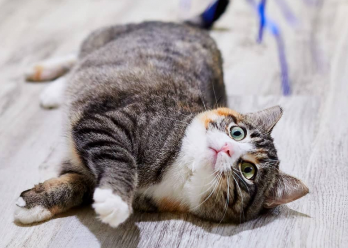 Misterius dan Lucu! Ini 7 Cara Kucing Menunjukan Kasih Sayang pada Pemiliknya, yang Perlu Kamu Ketahui