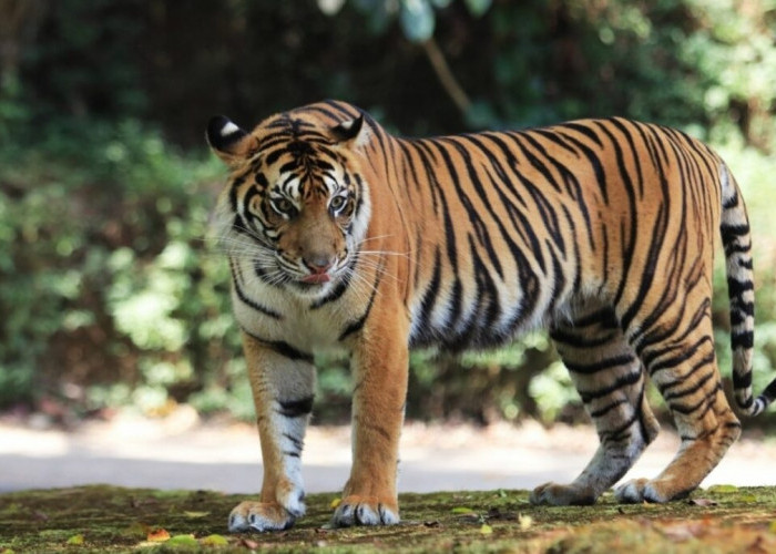 Harimau Jawa Benar-benar Terhapus dari Peta, di Dunia ada 9 Sub Spesies, Tinggal 6 Jenis Masih Hidup