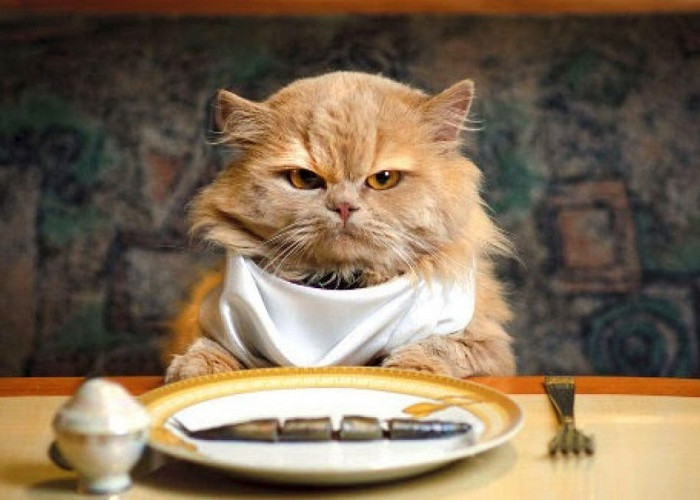 Kenapa Kucing Minta Makan Terus? Padahal Masih Ada Sisa Dipinggir Mangkuknya Loh, Inilah 3 Solusinya!