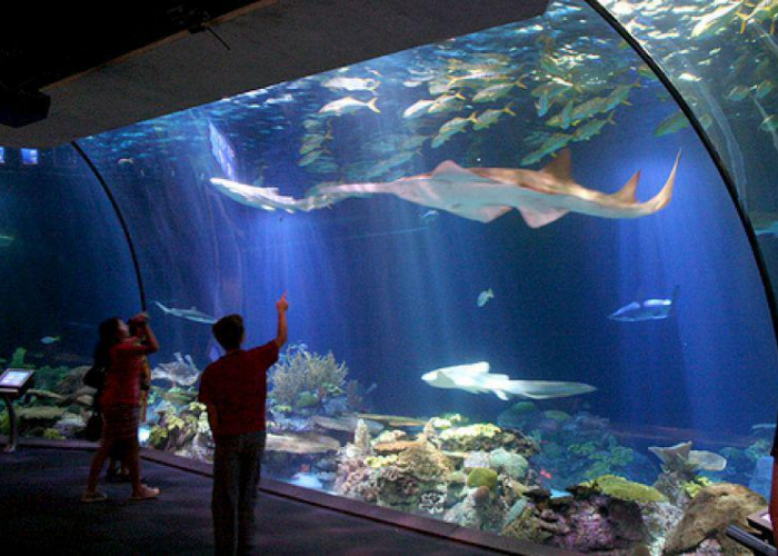 5 Alasan Kenapa Harus Berkunjung ke Aquarium Pangandaran, Wisata Edukasi di Aquarium Terpanjang di Indonesia