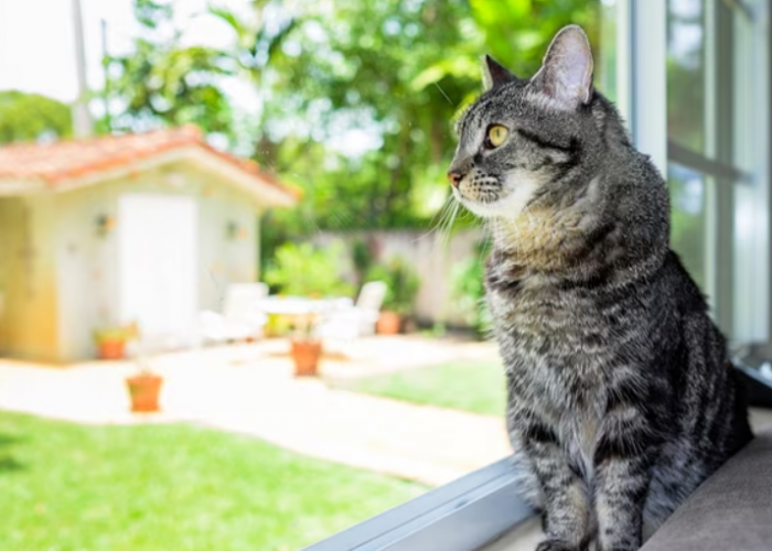 Simpel tapi Efektif! Ini 4 Cara Meninggalkan Kucing di Rumah Saat Liburan, yang Wajib diketahui Pemilik Kucing
