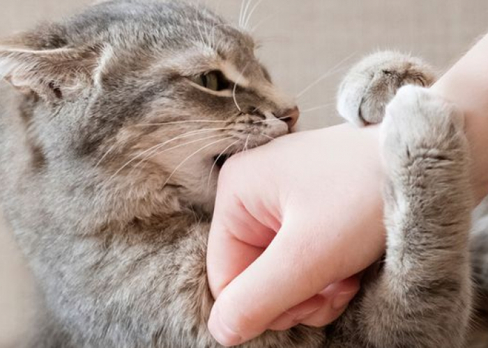 Mungkin Kamu Menyakiti Mereka! Berikut adalah 5 Alasan Kenapa Kucing Menggigit Pemiliknya