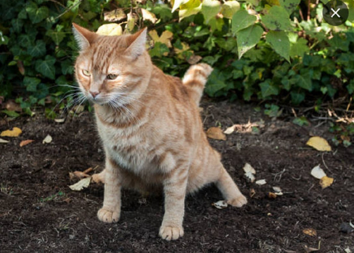 Tips dan Cara Mengatasi Kucing Kampung Buang Air dan Berak Sembarangan di Halaman Rumah, Yuk Simak Caranya