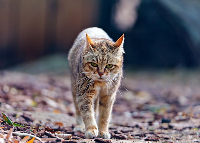 Kenapa Kucing Kampung Susah Gemuk? Berikut adalah 5 Tips Menggemukan Kucing Kampung, yang Mudah diterapkan!