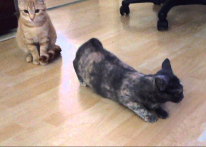 Inilah 3 Perilaku Kucing di Musim Kawin pada Betina dan Jantan yang Perlu Diketahui Pemiliknya