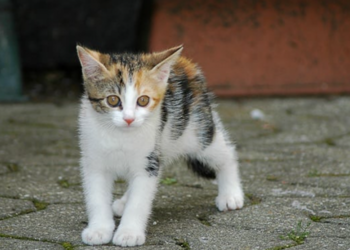 Apakah Musang Makan Kucing? Bisa Jadi Penyebab Anak Kucing Tiba-Tiba Menghilang!