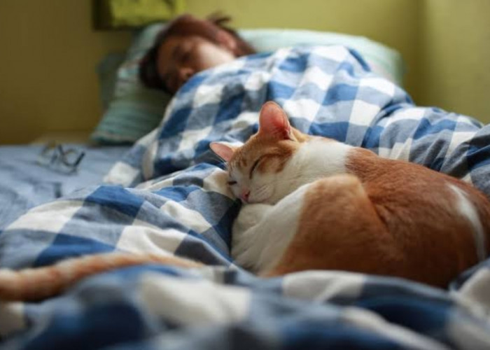 6 Cara Agar Kucing Tidur Bersama Kita di Kasur yang Sama