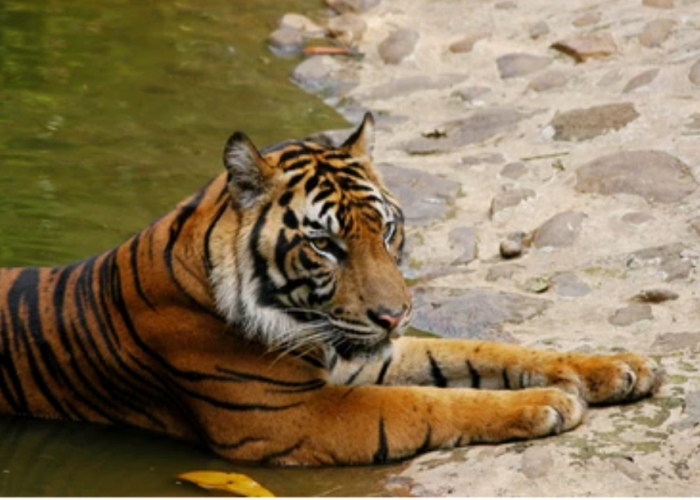 Dianggap Punah dan Kembali Lagi! Yuk Cari Tahu 4 Penyebab Harimau Jawa Punah di Masa Lalu