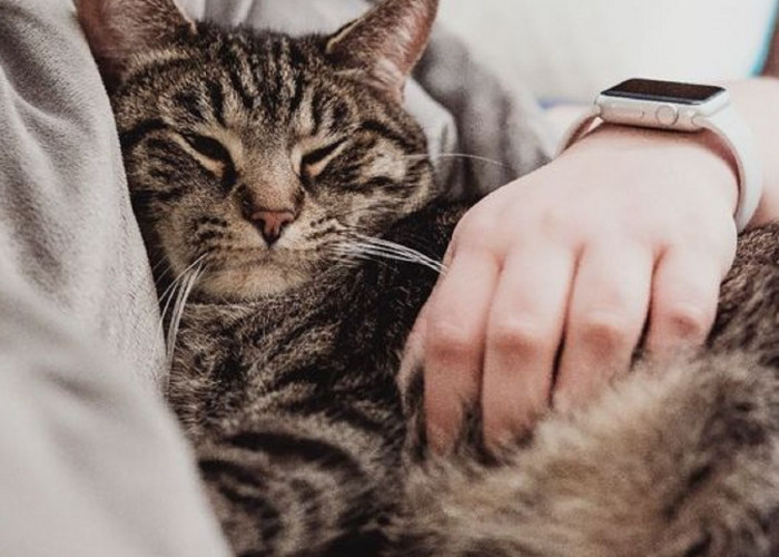 Apakah Boleh Tidur Bersama Dengan Kucing di Kasur yang Sama? Ini Menurut Pendapat Ahli dan Dokter
