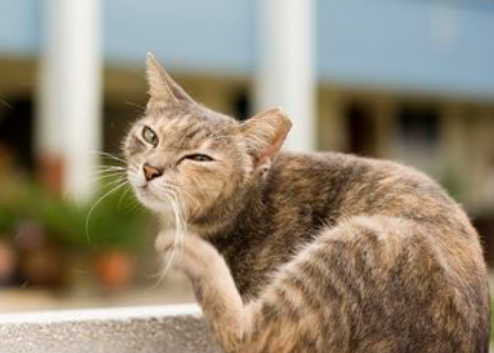 Inilah 5 Cara Menghilangkan Kutu Kucing Secara Alami dan Mudah